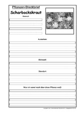 Pflanzensteckbrief-Scharbockskraut-SW.pdf